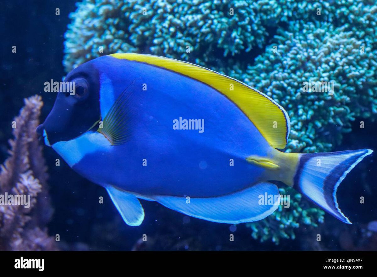 Understanding Dori Fish, Its Varied Species, Origin, and Characteristics